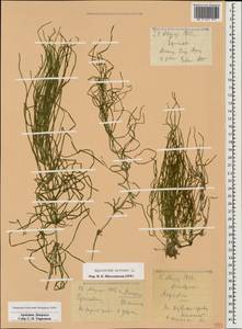 Хвощ полевой L., Кавказ, Армения (K5) (Армения)