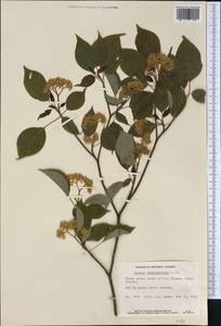 Cornus alternifolia L.f., Америка (AMER) (Канада)