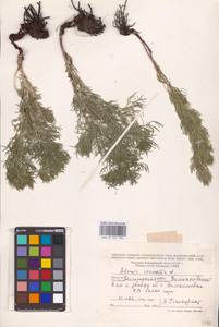 Горицвет весенний, Адонис весенний L., Восточная Европа, Центральный лесостепной район (E6) (Россия)