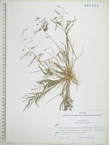 Полевичка волосистая (L.) P.Beauv., Сибирь, Дальний Восток (S6) (Россия)