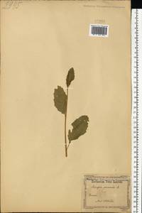 Rhamphospermum arvense (L.) Andrz. ex Besser, Восточная Европа, Южно-Украинский район (E12) (Украина)