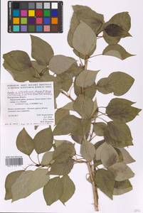 Populus ×berolinensis var. jrtyschensis (Chang Y. Yang) C. Shang, Восточная Европа, Центральный лесостепной район (E6) (Россия)