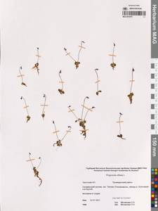 Жирянка волосистая, Жирянка мохнатая L., Сибирь, Чукотка и Камчатка (S7) (Россия)