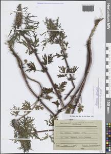 Пустырник уменьшенный V.I.Krecz. ex Kuprian., Сибирь, Прибайкалье и Забайкалье (S4) (Россия)