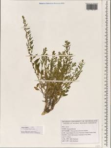 Blitum virgatum subsp. virgatum, Зарубежная Азия (ASIA) (Иран)