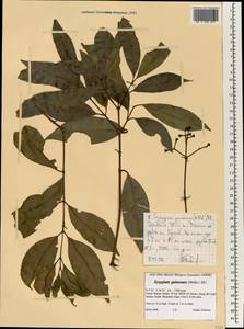 Сизигиум гвинейский (Willd.) DC., Африка (AFR) (Эфиопия)