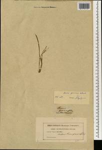 Acorus gramineus Aiton, Зарубежная Азия (ASIA)