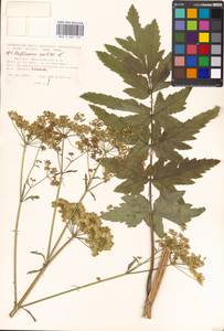 Пастернак посевной L., Восточная Европа, Московская область и Москва (E4a) (Россия)