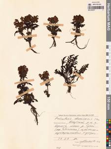 Мытник Шамиссо Steven, Сибирь, Чукотка и Камчатка (S7) (Россия)