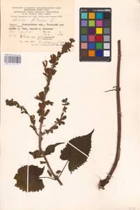 MHA 0 156 157, Шалфей железистый, Шалфей клейкий L., Восточная Европа, Западно-Украинский район (E13) (Украина)