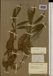 Ива белая, Ветла L., Восточная Европа, Ростовская область (E12a) (Россия)