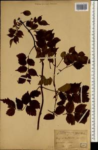 Campsis grandiflora (Thunb.) K. Schum., Зарубежная Азия (ASIA) (Япония)