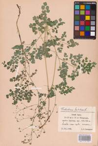 Василисник вонючий L., Восточная Европа, Восточный район (E10) (Россия)