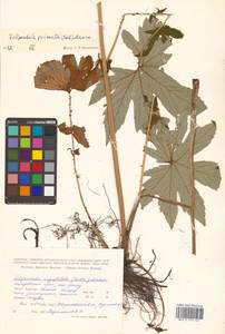 Filipendula digitata (Willd.) Bergmans, Сибирь, Дальний Восток (S6) (Россия)