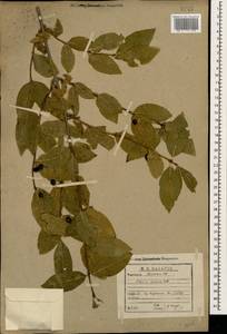 Lonicera caucasica subsp. orientalis (Lam.) D. F. Chamb. & Long, Кавказ, Армения (K5) (Армения)