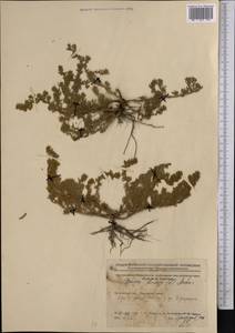 Spirobassia hirsuta (L.) Freitag & G. Kadereit, Средняя Азия и Казахстан, Северный и Центральный Казахстан (M10) (Казахстан)