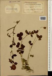 Клевер луговой L., Кавказ, Азербайджан (K6) (Азербайджан)