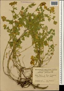 Medicago sativa subsp. glomerata (Balb.) Rouy, Кавказ, Южная Осетия (K4b) (Южная Осетия)