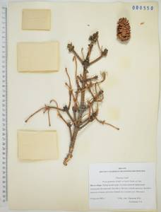 Ель китайская, Сибирь, Дальний Восток (S6) (Россия)