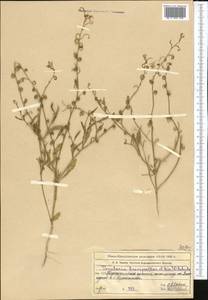 Новочеточник коротконожковый (Kar. & Kir.) Hedge & J.Léonard, Средняя Азия и Казахстан, Сырдарьинские пустыни и Кызылкумы (M7) (Казахстан)