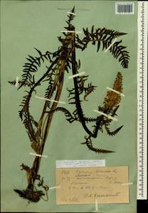 Мытник плотный Stephan ex Willd., Сибирь, Западный (Казахстанский) Алтай (S2a) (Казахстан)