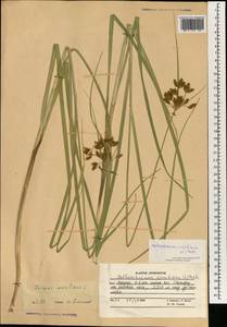 Клубнекамыш морской (L.) Palla, Зарубежная Азия (ASIA) (Афганистан)
