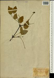 Rhodotypos scandens (Thunb.) Makino, Зарубежная Азия (ASIA) (Япония)