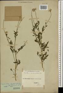Tanacetum partheniifolium (Willd.) Sch. Bip., Кавказ, Грузия (K4) (Грузия)