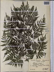 Davallia epiphylla (G. Forst.) Spreng., Австралия и Океания (AUSTR) (Самоа)
