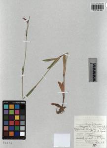 KUZ 004 488, Горицвет кукушкин, кукушкин цвет, Сибирь, Алтай и Саяны (S2) (Россия)