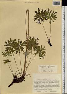 Прострел желтеющий (Zucc.) Zāmelis, Сибирь, Якутия (S5) (Россия)