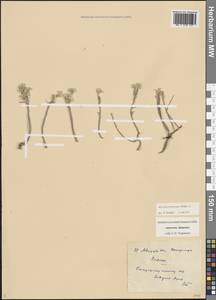 Odontarrhena tortuosa subsp. tortuosa, Кавказ, Армения (K5) (Армения)