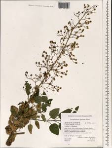 Scrophularia glabrata Aiton, Африка (AFR) (Испания)