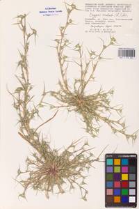 Sporobolus aculeatus (L.) P.M.Peterson, Восточная Европа (без точных пунктов) (E0)