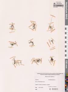 Лютик распростертый, Лютик стелющийся L., Сибирь, Чукотка и Камчатка (S7) (Россия)