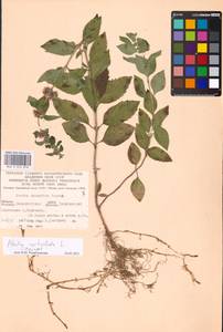 MHA 0 014 878, Mentha × verticillata L., Восточная Европа, Западно-Украинский район (E13) (Украина)