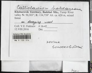 Callicladium haldaneanum (Grev.) H.A. Crum, Гербарий мохообразных, Мхи - Дальний Восток (без Чукотки и Камчатки) (B20) (Россия)