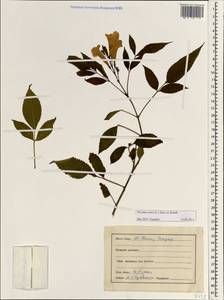Текома прямостоячая (L.) Juss. ex Kunth, Зарубежная Азия (ASIA) (Индия)