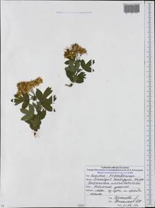 Боярышник пятипестичный Waldst. & Kit. ex Willd., Кавказ, Северная Осетия, Ингушетия и Чечня (K1c) (Россия)