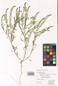 Клоповник густоцветковый Schrad., Восточная Европа, Центральный район (E4) (Россия)