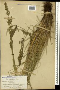 Мятлик длиннолистный Trin., Кавказ, Армения (K5) (Армения)