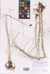 Осока ранняя Schreb., Восточная Европа, Московская область и Москва (E4a) (Россия)