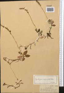 Гудайера ползучая (L.) R.Br., Средняя Азия и Казахстан, Джунгарский Алатау и Тарбагатай (M5) (Казахстан)