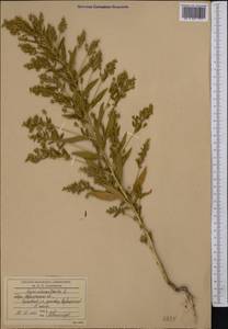 Безвкусница ширицевидная L., Средняя Азия и Казахстан, Северный и Центральный Казахстан (M10) (Казахстан)