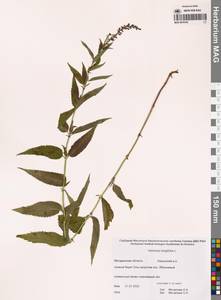 Вероника длиннолистная L., Сибирь, Чукотка и Камчатка (S7) (Россия)