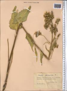 Pentanema germanicum (L.) D. Gut. Larr., Santos-Vicente, Anderb., E. Rico & M. M. Mart. Ort., Средняя Азия и Казахстан, Северный и Центральный Казахстан (M10) (Казахстан)