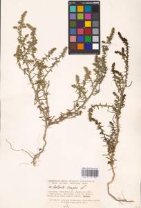 Солянка обыкновенная, Солянка сорная L., Восточная Европа, Южно-Украинский район (E12) (Украина)