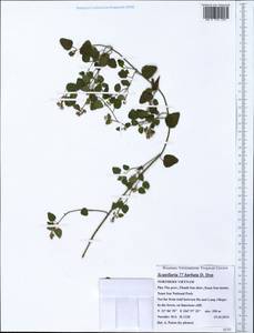 Scutellaria barbata D.Don, Зарубежная Азия (ASIA) (Вьетнам)