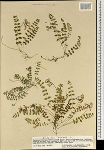 Астрагал альпийский L., Монголия (MONG) (Монголия)