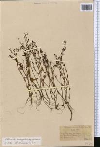 Вероника ключевая, Вероника водная L., Средняя Азия и Казахстан, Западный Тянь-Шань и Каратау (M3) (Казахстан)